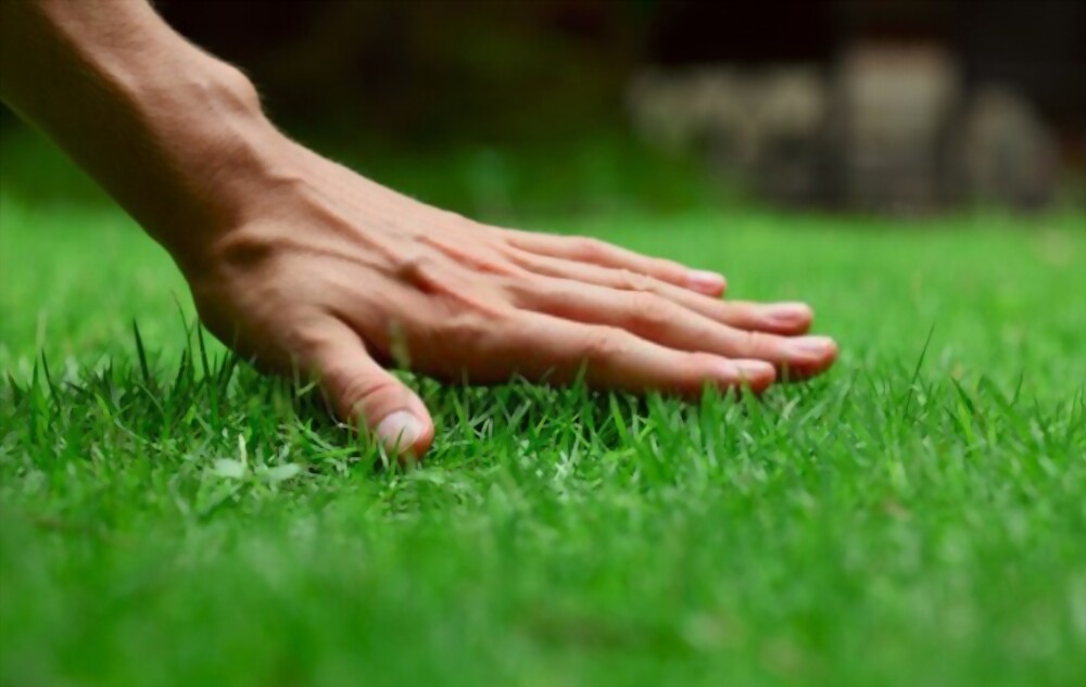 Why Care About Lawn Care?