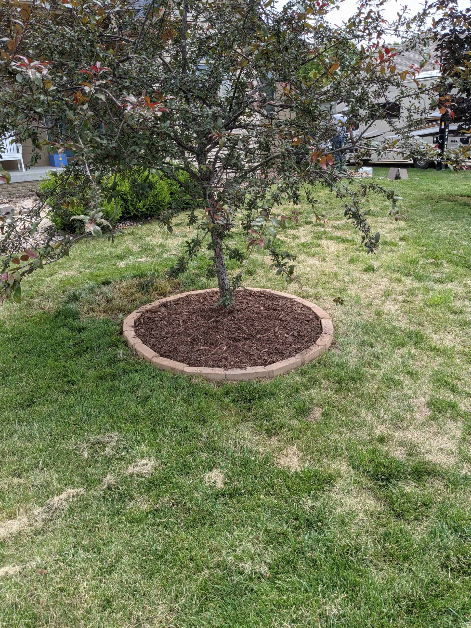 small tree with a circle of mulch