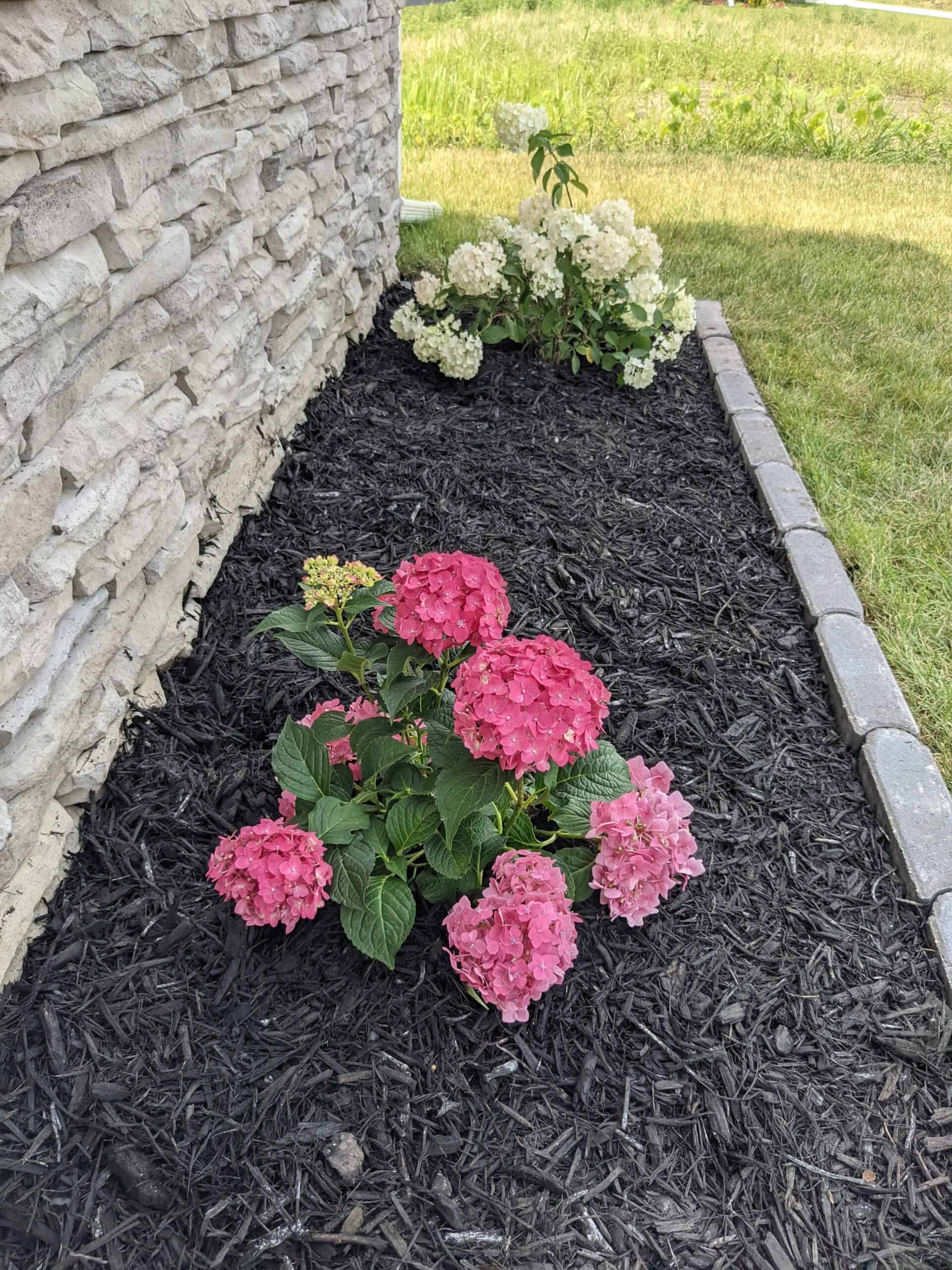 flower beds with dark shredded tree mulch