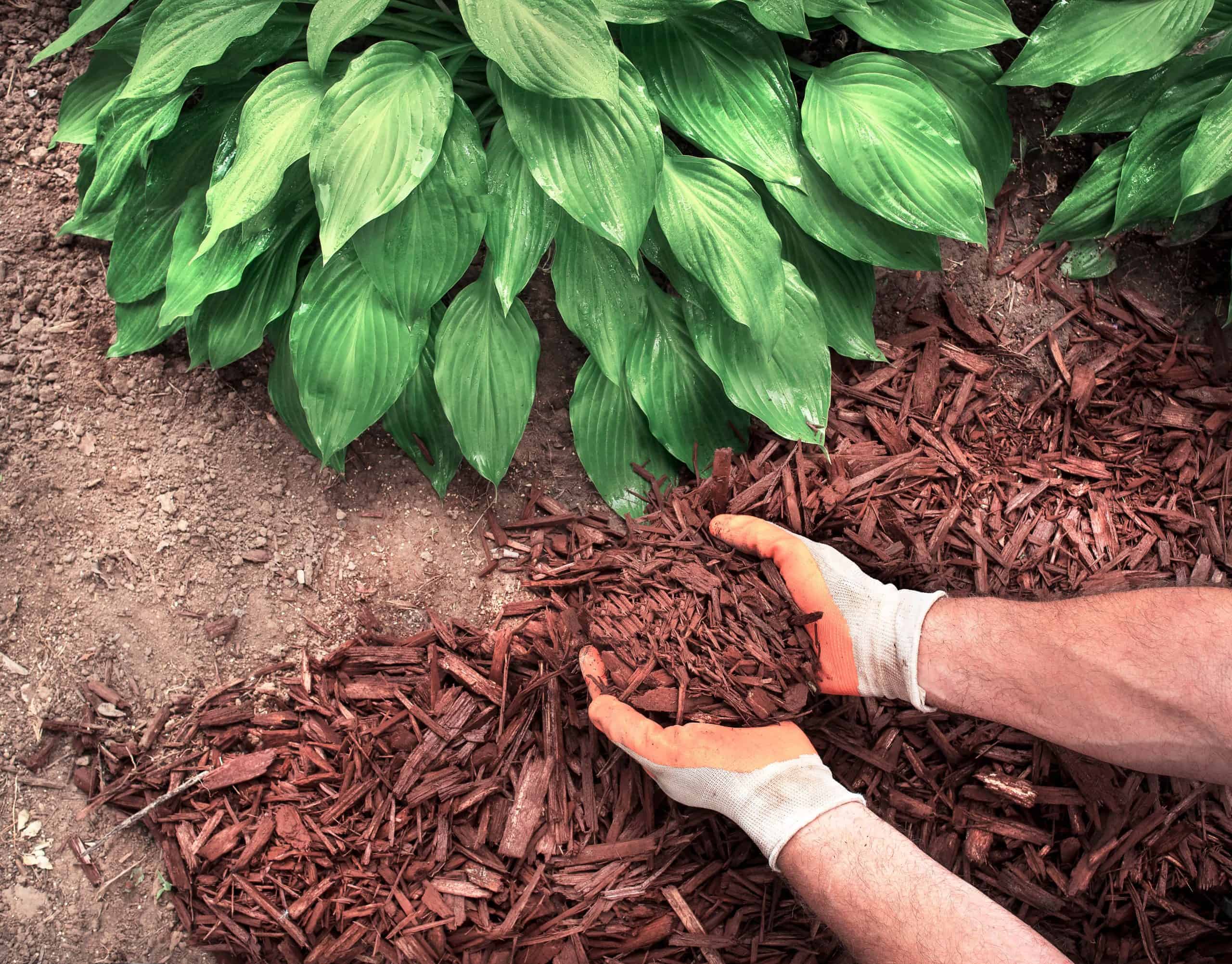 Transform your landscape with Master Grass. Mulching and design services that make your landscape stunning.