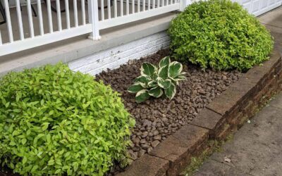 Landscaping Restoration Tips for Homeowners